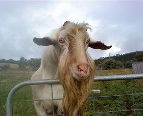 Drysdale Cheeses - Accommodation Brisbane 16