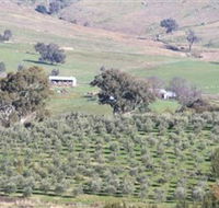 Wymah Organic Olives and Lambs - Accommodation Brisbane
