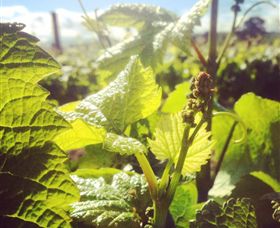 Punt Road Winery - Accommodation Brisbane 0