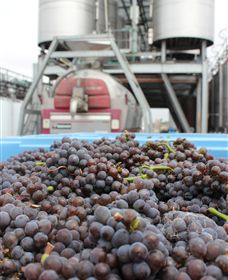 Punt Road Winery - Accommodation Brisbane 4