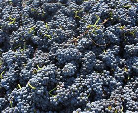 Punt Road Winery - Accommodation Brisbane 6