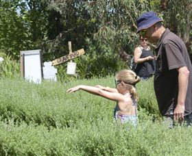 Hedgend Maze And Healesville Laser Sport - Accommodation Brisbane 2