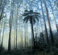 Yarra Ranges National Park - Accommodation Brisbane