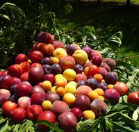 Rayner's Orchard - Accommodation Brisbane