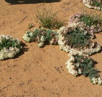 Coorow Wreath Flowers