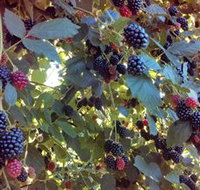 Gunnadoo Berries - Accommodation Brisbane