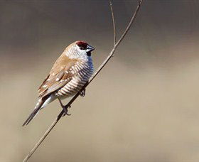 Capertee Valley Bird Trail - Accommodation Brisbane 3
