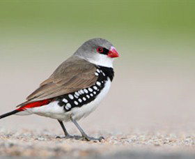 Capertee Valley Bird Trail - Accommodation Brisbane 1