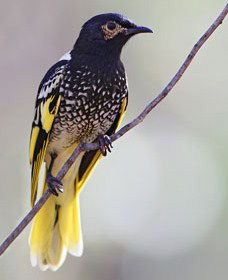 Capertee Valley Bird Trail - Accommodation Brisbane 4