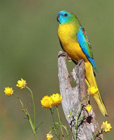 Capertee Valley Bird Trail - Accommodation Brisbane 5