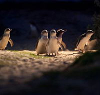 Phillip Island Nature Parks - Accommodation Brisbane