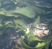 Churchill Island Marine National Park - Accommodation Brisbane