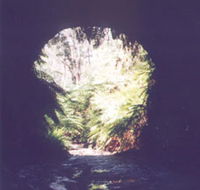 Glow Worm Tunnel - Accommodation Brisbane