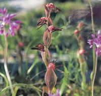 Carnamah-Eneabba Wildflower Drive - Accommodation Brisbane