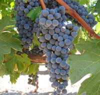 Joshuas Fault Wine - Accommodation Brisbane