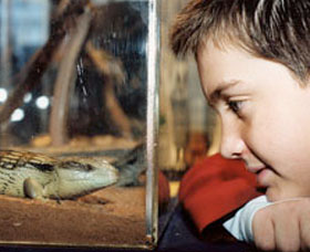 Canberra Reptile Zoo - Accommodation Brisbane 0