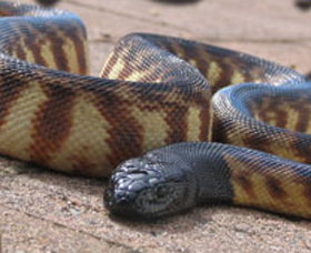 Canberra Reptile Zoo - Accommodation Brisbane 1