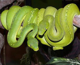 Canberra Reptile Zoo - Accommodation Brisbane 2