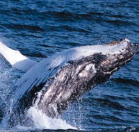 Sydney Eco Whale Watching - Accommodation Brisbane
