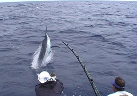 Amokura Charters - Accommodation Brisbane 0