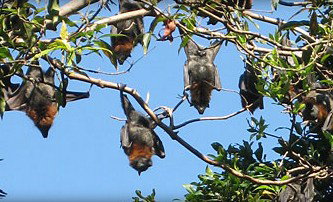 Blackbutt Reserve - Accommodation Brisbane 1