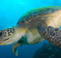 Byron Bay Dive Centre - Accommodation Brisbane