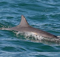 Byron Bay Dolphin Wildlife Tours - Accommodation Brisbane