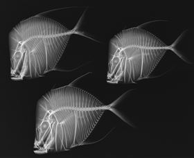 X-Ray Vision: Fish Inside Out - Accommodation Brisbane 0