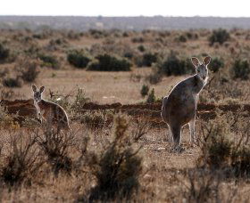 Silver City Tours - Accommodation Brisbane 1