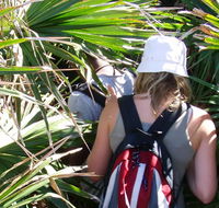 Palm Jungle loop track - Accommodation Brisbane