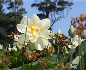 Mt Penang Gardens - Accommodation Brisbane 2