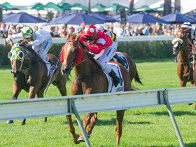 Morphettville Racecourse - Accommodation Brisbane 2