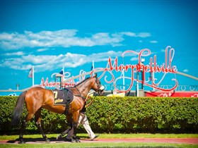 Morphettville Racecourse - Accommodation Brisbane 3