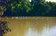 Warrego River Walk - Accommodation Brisbane 3
