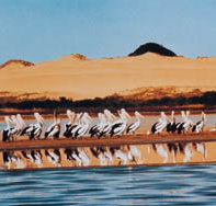 Coorong National Park - Accommodation Brisbane
