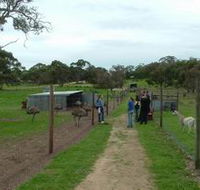 Avenue Emus - Accommodation Brisbane