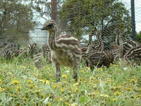 Avenue Emus - Accommodation Brisbane 1