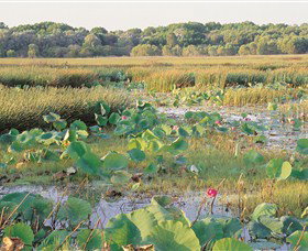 Fogg Dam Conservation Reserve - Accommodation Brisbane 0