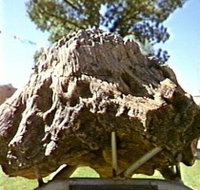 Fossilised Tree - Accommodation Brisbane