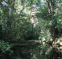 Wabunga Wayemba Charmillan Creek walking track - Accommodation Brisbane