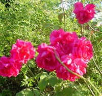 Bishop's Lodge Historic House and Heritage Rose Garden - Accommodation Brisbane