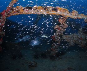 Lady Bowen Dive Site - Accommodation Brisbane 1