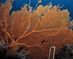 Eddy Reef Dive Site - Accommodation Brisbane 3