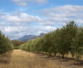 Red Rock Olives - Accommodation Brisbane 1
