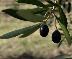 Red Rock Olives - Accommodation Brisbane 0