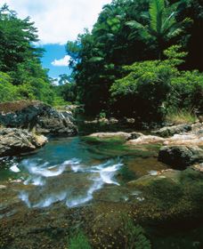 Cedar Creek Falls - Accommodation Brisbane 1