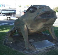 Big Cane Toad - Accommodation Brisbane