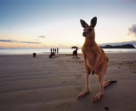 Wallabies On The Beach At Cape Hillsborough - Accommodation Brisbane 0
