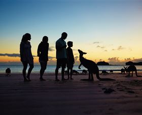 Wallabies On The Beach At Cape Hillsborough - Accommodation Brisbane 2