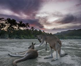 Wallabies On The Beach At Cape Hillsborough - Accommodation Brisbane 1
